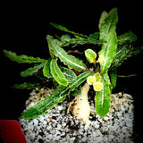 Euphorbia francoisii Specimen 14F Bonsai 5” pot