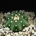 Astrophytum asterias | Star Cactus