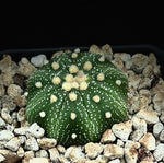 Astrophytum asterias   Super Kabuto Wooly Type