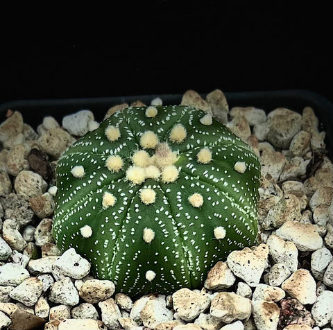 Astrophytum asterias | Star Cactus
