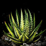 Haworthia attenuata Variegated 5" Specimens