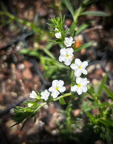 White Pineland Heliotrope | Euploca polyphylla | Florida Native Wildflower