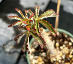 Cyphostemma hardyi | Seed Grown Caudex Plant
