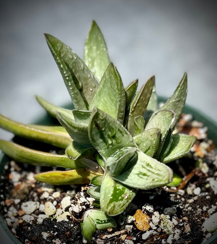 Gasteria hybrid Specimen 3