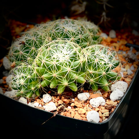 Mammillaria longimamma “Finger Cactus - Nipple Cactus” LARGE Clump