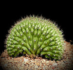 Trichocereus thelogonus Crested Monster Cactus Torch Cactus 5”
