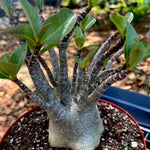 Adenium arabicum Black Hawk Thai Socotranum seed grown Desert Rose Bonsai