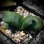 Gasteria nitida v. armstrongii hybrids 4” pots Great texture! Ox Tongue Succulent