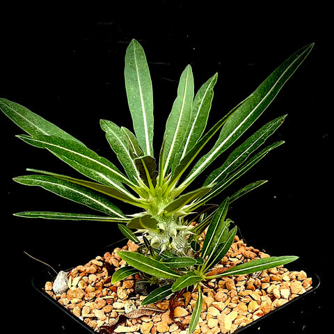 Pachypodium horombense Small Bonsai Branching Seedlings 4” pots