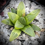 Haworthia mirabilis mundula 2" Variegated Succulent Plant