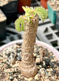 Cyphostemma hardyi Specimen Size