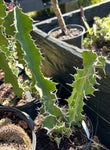 Euphorbia grandicornis | Large Candelabra Euphorbia | 3 gallon HUGE