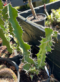 Euphorbia grandicornis | Large Candelabra Euphorbia | 3 gallon HUGE