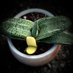 EP - Gasteria hybrid Kyoryu variegated Specimen in Handmade  Ox Tongue Succulent