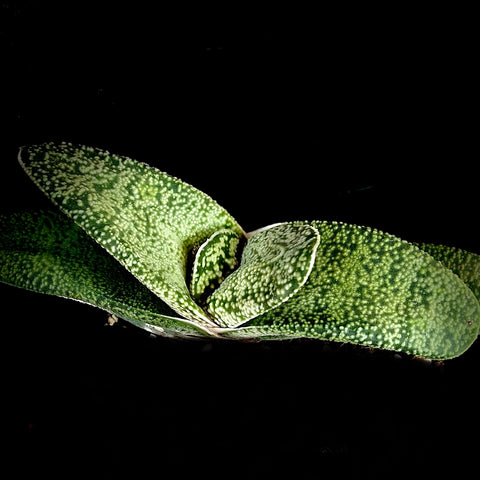 Gasteria hybrid 'Junpei' Specimens 6"