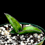Sansevieria ehrenbergii Las Anod LAV 24977 Offsets 5”