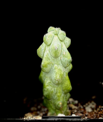 Myrtillocactus Geometrizans Fukurokuryuzinboku 4" - Boobie Cactus