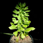 Monadenium stapelioides Shrub Euphorbia 