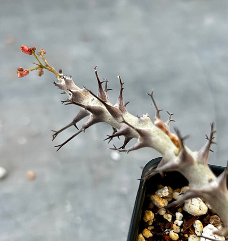 Jatropha paradoxa | RARE Dwarf Caudiciform | Rooted Branch Cuttings
