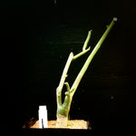 Adenia venenata 6"/1 gallon Exact Plant Large Passiflora Specimen Bonsai Ready