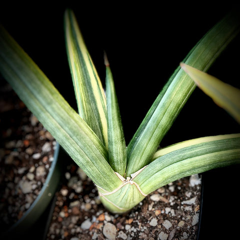 Sansevieria Ed Eby syn patens Variegated Large Grower 1 Gallon