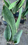 Sansevieria masoniana Monsters | Specimen Size | Huge Whale Fin Plants