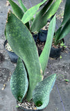 Sansevieria masoniana Monsters | Specimen Size | Huge Whale Fin Plants