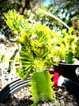 Euphorbia lacei f variegata CRESTED Grafted Specimen 2