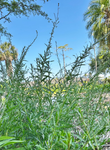 Southern Beeblossom | Oenothera simulans | Florida Native Pollinator Plant
