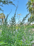 Southern Beeblossom | Oenothera simulans | Florida Native Pollinator Plant