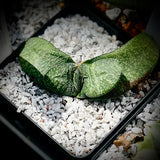 Gasteria nitida v. armstrongii hybrids 4” pots Great texture! Ox Tongue Succulent