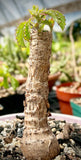 Cyphostemma hardyi Specimen Size