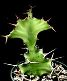 Euphorbia cactus var. tortirama 4"