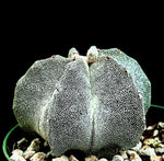 Astrophytum myriostigma Bishops Cap Cactus