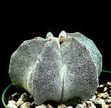 Astrophytum myriostigma 4" Bishops Cap Cactus