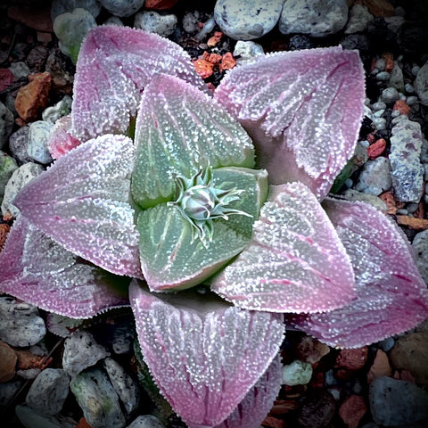 Haworthia pygmaea Ice Diamond