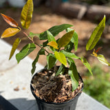 Ficus cordata 1 gallon South African Rock Fig