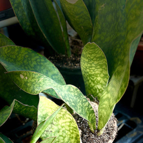 Sansevieria masoniana Whale Fin LARGE Cluster Exact Specimen