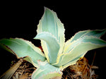 Agave gypsophila Ivory Curls Large 2 gallon Albomarginated