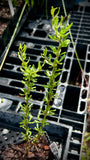 Christmasberry | Lycium carolineanum | Florida Native Tree