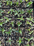 Sansevieria Seedling Open Pollination collection | Set of 4 sansevieria seed grown plants