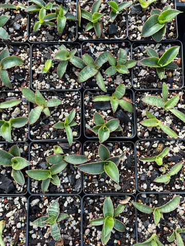 Sansevieria Seedling Open Pollination collection | Set of 4 sansevieria seed grown plants