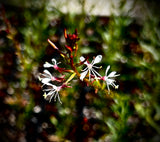 Southern Beeblossom | Oenothera simulans | Florida Native Pollinator Plant