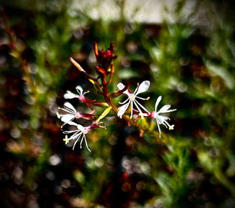 Southern Beeblossom | Oenothera simulans | Florida Native Pollinator Plant