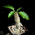Dorstenia horwoodii 4" Dwarf Caudex Plant