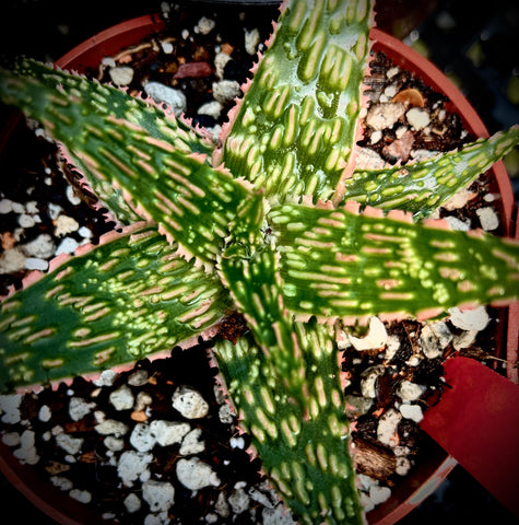 Aloe hybrid TCT No ID #2 Exact Plant