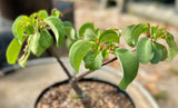 Terminalia orbicularis Pachycaul caudex Africa bonsai tree
