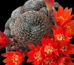 Sulcorebutia heliosa Dwarf Cactus 2” Pots