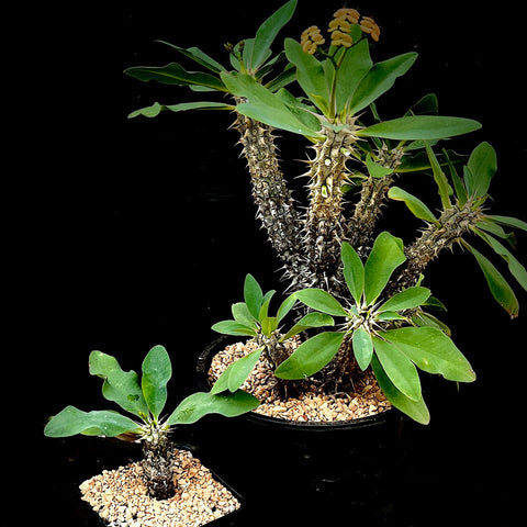 Euphorbia duranii 4"