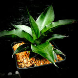 Sansevieria hybrid Midnight Fountain x Cordova 5” pots